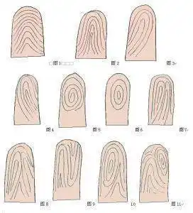 手指螺纹个数与命运图解,这篇回答了你们所有问题