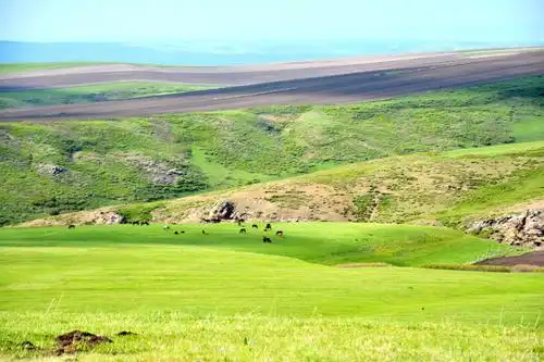 新疆的草原绿了