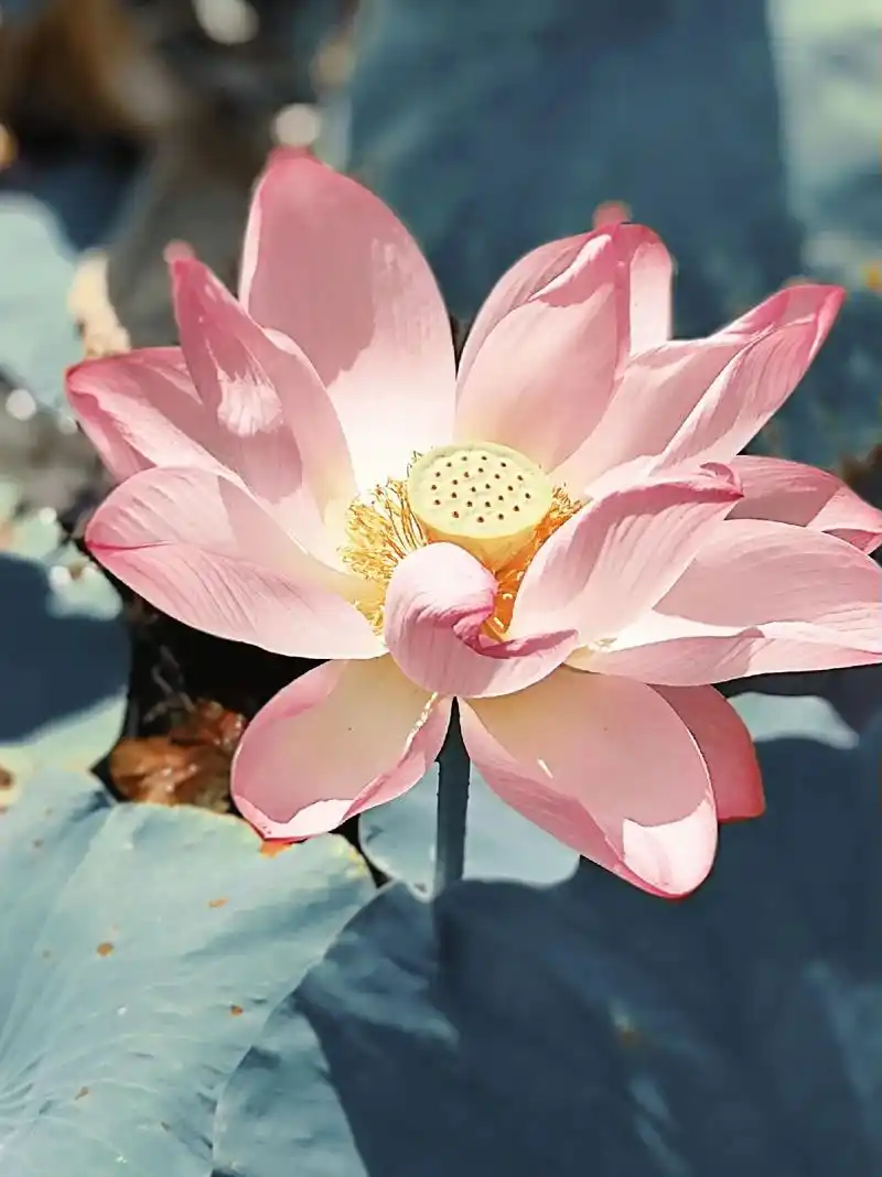 一念清净,心若莲开./关于荷花的文案 1.映日荷花别样红.  - 抖音