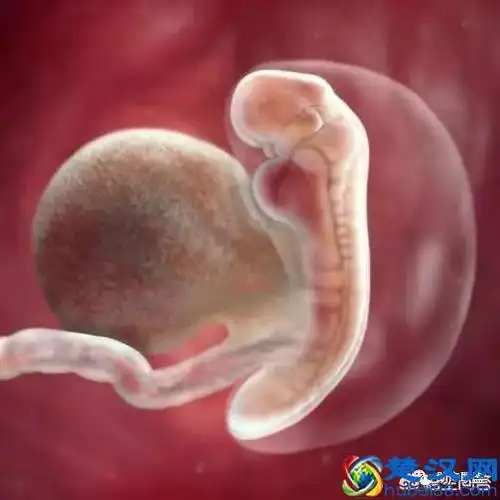 胎芽是什么样子(胎芽胎心是什么)