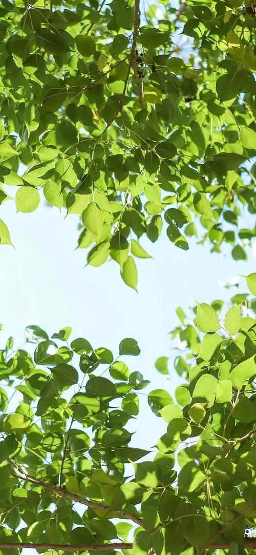 1080_2338竖版 竖屏