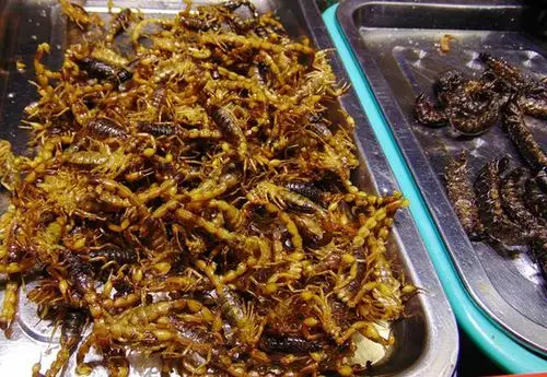 蝎子,都是拿来烤的,敢吃吗