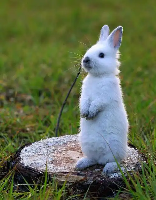 乖巧可爱的兔宝宝