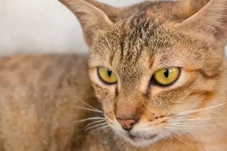 橙色的棕色眼睛图片