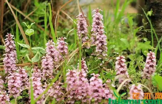 多花筋骨草图片