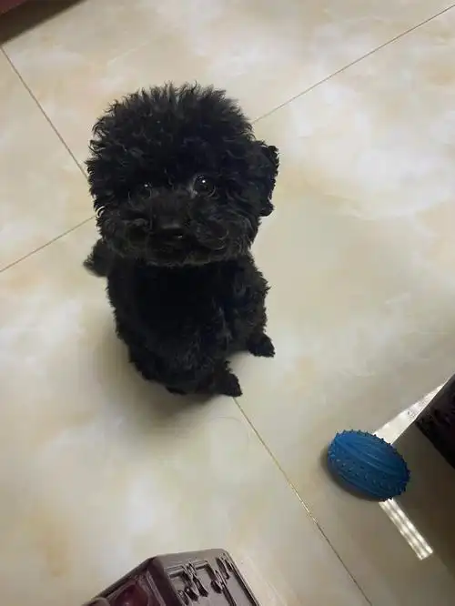 黑泰迪最可爱吧