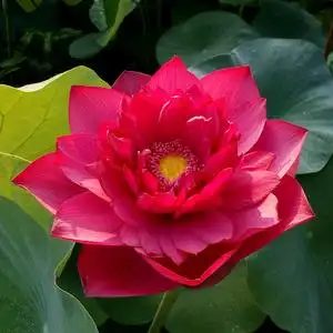 玫瑰红色藕根茎荷花原生室内阳台庭院水培盆栽花卉红莲花女孩红色