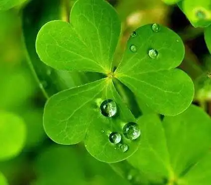 p>四叶草是 a target="_blank" href="/item/车轴草属/720119" data