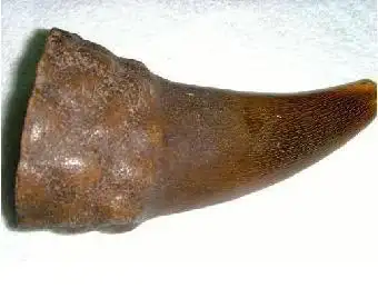 犀牛角哪里鉴定最权威,当然是上海