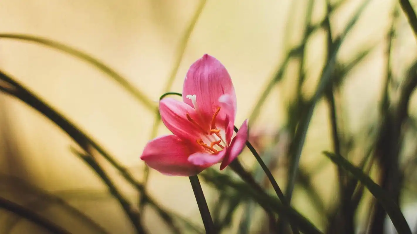 清新治愈系唯美花卉高清桌面壁纸高清大图预览1920x1080_植物壁纸下载