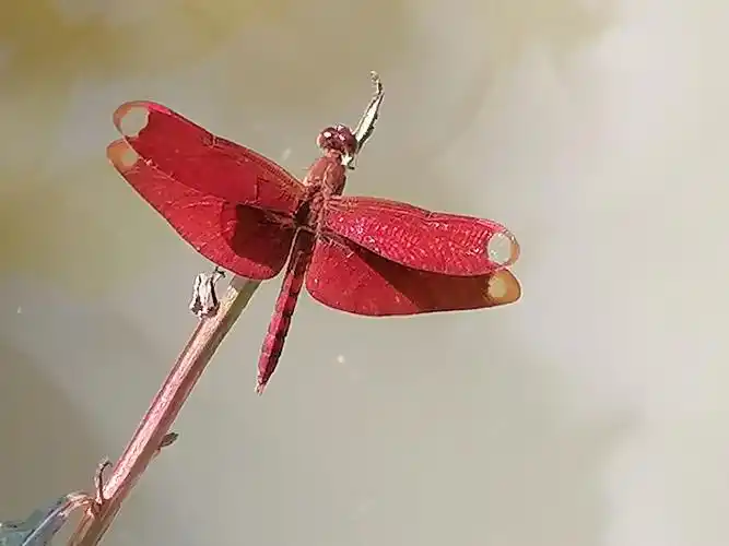 晚霞中的红蜻蜓 - 简书