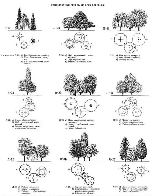 景观设计|手绘园林植物组合搭配