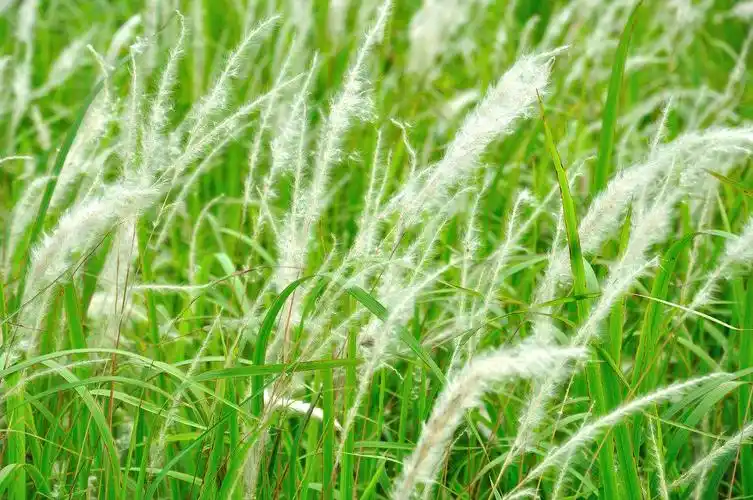 针茅_针茅最新消息,新闻,图片,视频_聚合阅读_新浪网