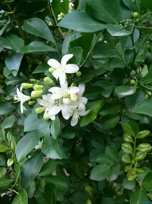 九里香被称为什么树(九里香为什么被称为鬼树)