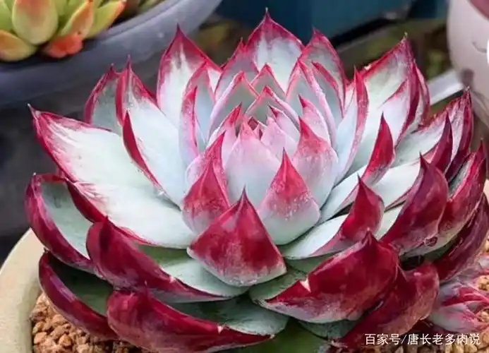 漂亮的惊鸿仙子