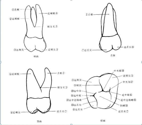 上颌第一磨牙解剖形态