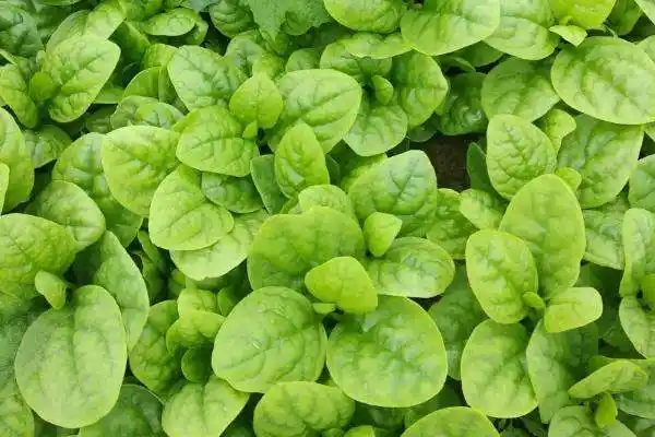 木耳菜五月份可以种吗