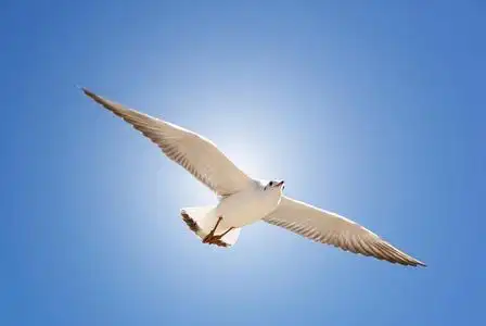 鸟飞蓝天的图片