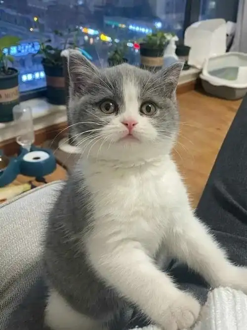 78157815夏日炎炎有你超甜的英短小蓝白~0692品相无敌,肥