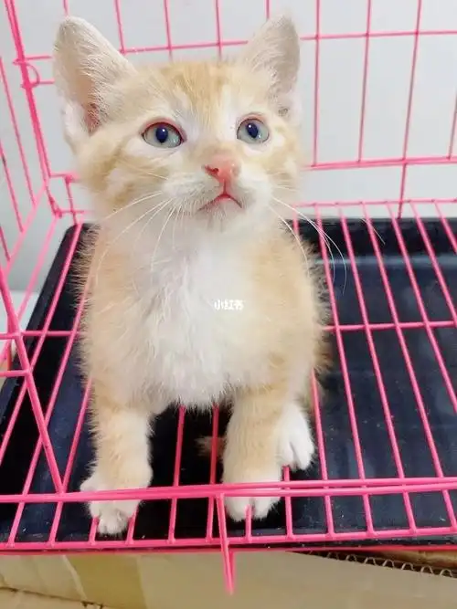 赶紧把它带回家吧#英短  #橘猫