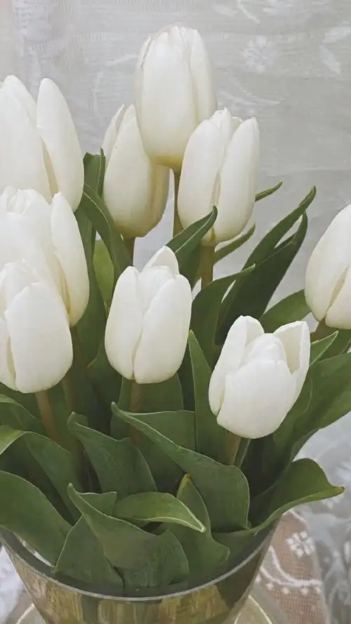 简约花朵壁纸|花朵壁纸|简约壁纸|清新壁纸