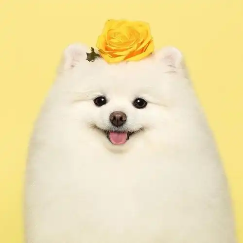 软萌萨摩耶可爱头像,动物头像图片-回车桌面