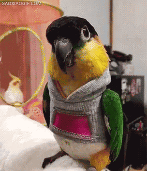 gif搞笑趣图:你们全部都是妖精,我要把你们一棍子打死!_网易订阅