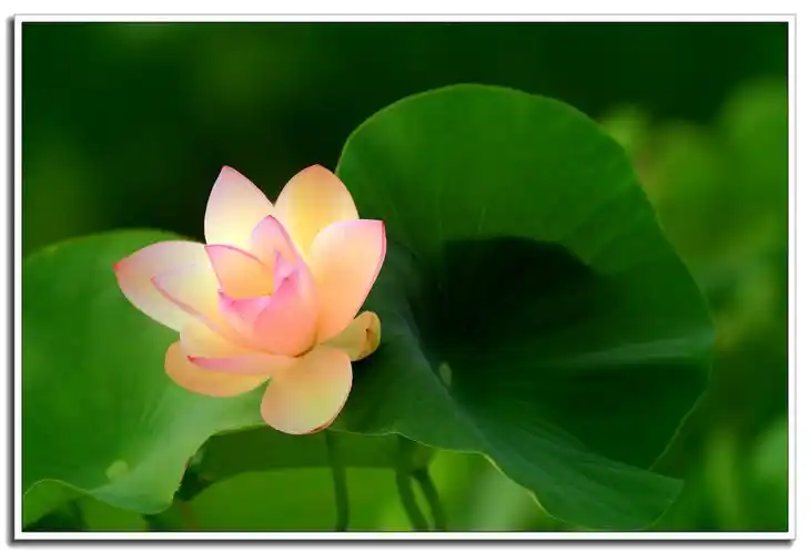 【首发】佛教与莲花(二)