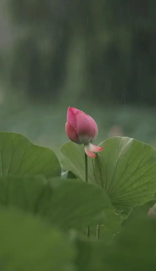 雨中的荷花