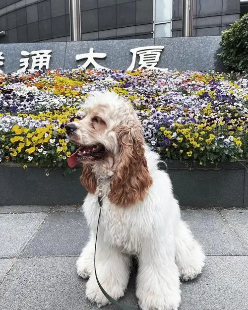 可卡犬willow今天7个月啦