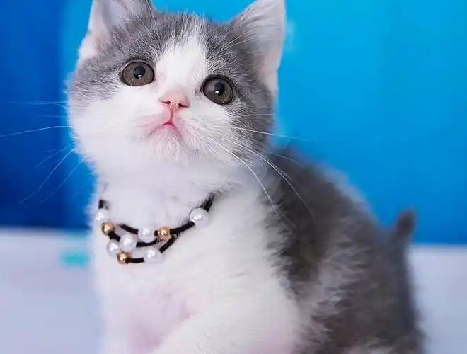 买猫通过第三方平台担保包健康,终身售后刘春芬地址:浙江杭州江干区