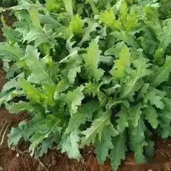 小伙伴们,来了解一下禁种铲毒知识!_罂粟