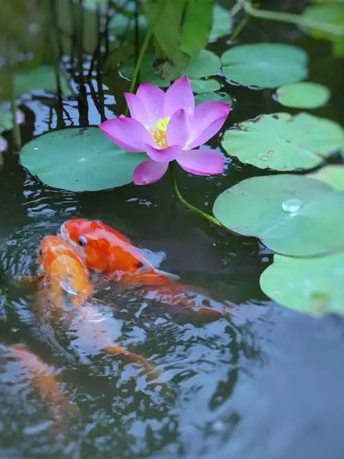 900_1200竖版 竖屏