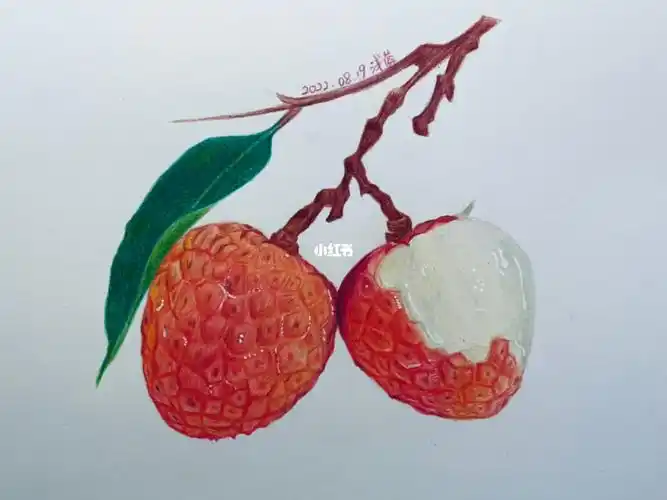 彩铅荔枝绘画视频