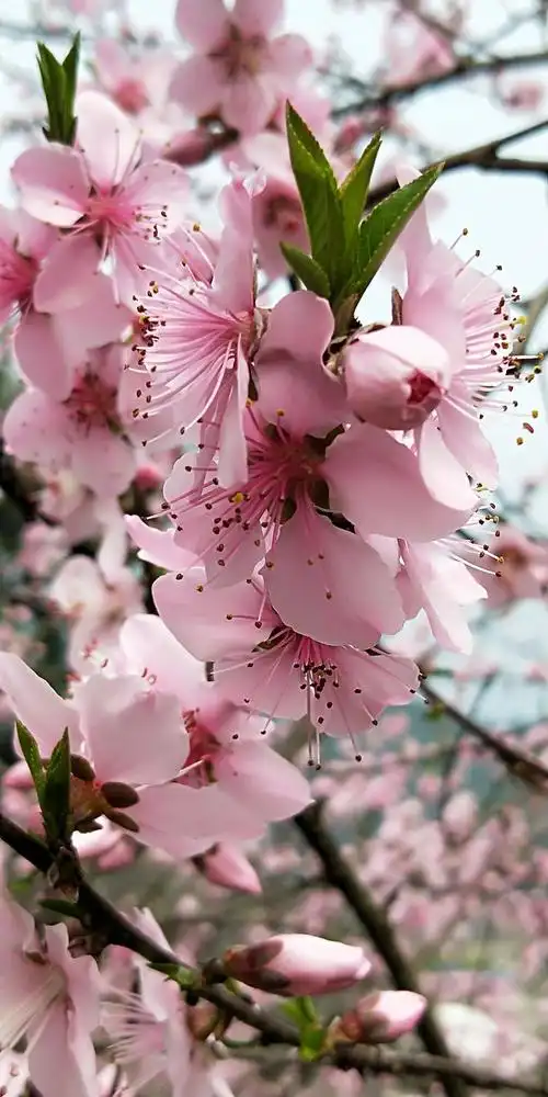 二月桃花开 - 美篇