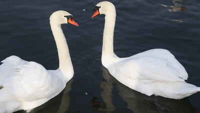 越冬的天鹅已到家啦让我们一起漫步天鹅湖