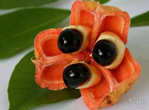 看起来像是在"吃翔"!盘点外形特异的十种奇葩水果