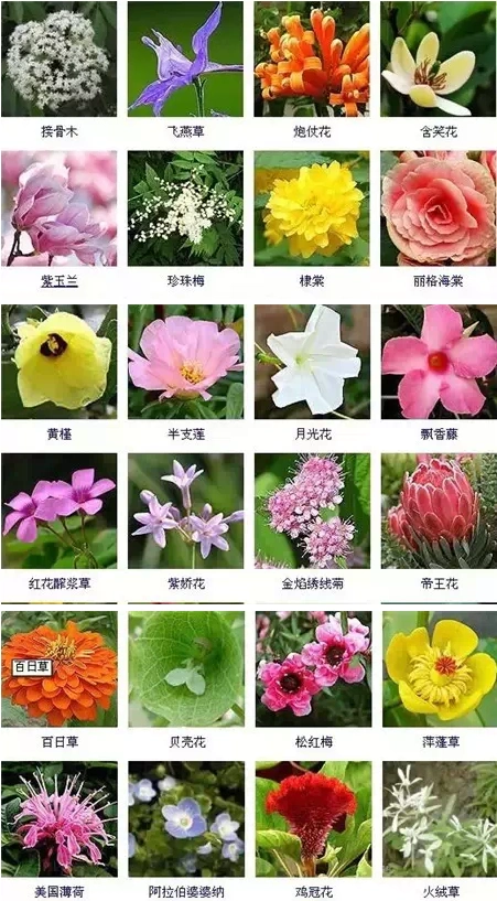 200多种花卉图谱太全了