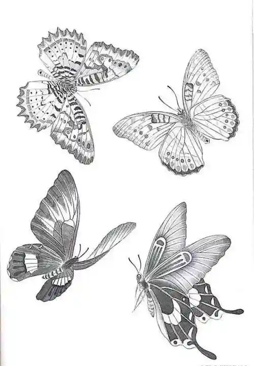 一组蝴蝶工笔画白描素材,太美啦,记得收藏!