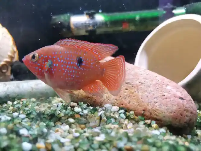 请问大神红宝石公母 - 非三湖慈鲷讨论区 - cta南美水族