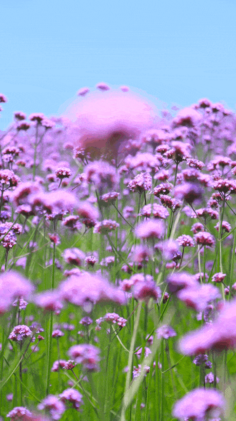 创建天府旅游名县丨黄龙溪欢乐田园梦幻紫色花海堪比普罗旺斯快来打卡