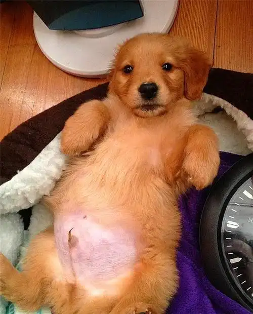 辟谣狗狗吃饱难道不好吗老祖宗告诉我们过饱反而是伤害