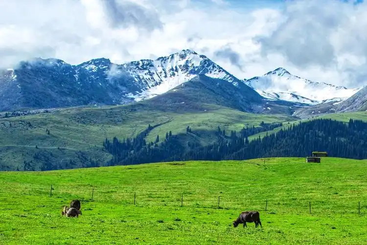 世界最美的高山草原——新疆-琼库什台