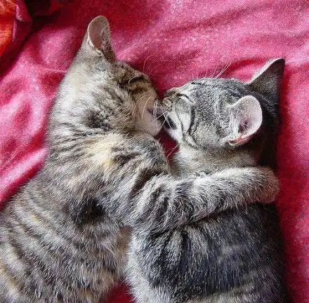 好温柔的猫咪之吻 瞬间就能把你萌化