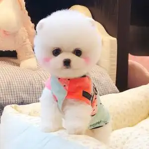 活得杯子狗的家