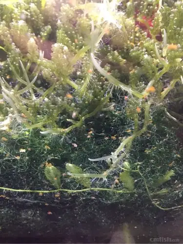 请教女神,藻缸红扁虫怎么处理