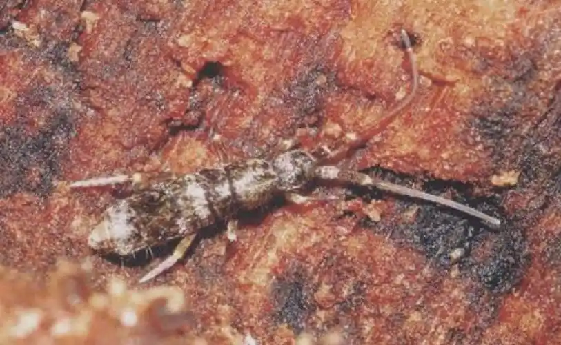 知识 跳虫怎么杀死跳虫是一种弹尾目的非昆虫六足动物,密集时形似烟灰