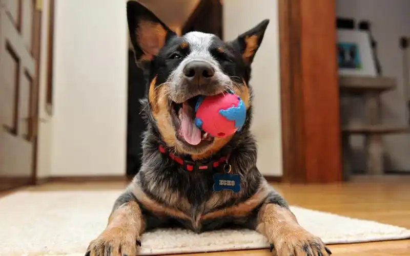 可爱小狗微笑图片,高清图片,电脑桌面-壁纸族