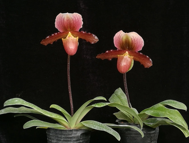 红旗兜兰的鉴赏辨识与保护现状