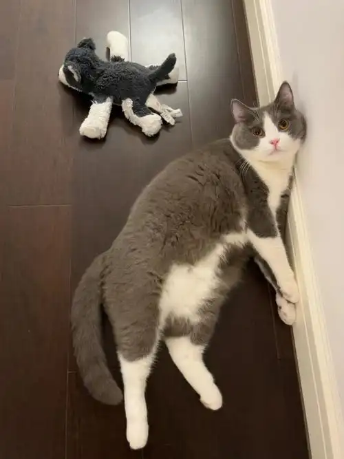 为英短蓝白正名谁说我们长大就油腻了